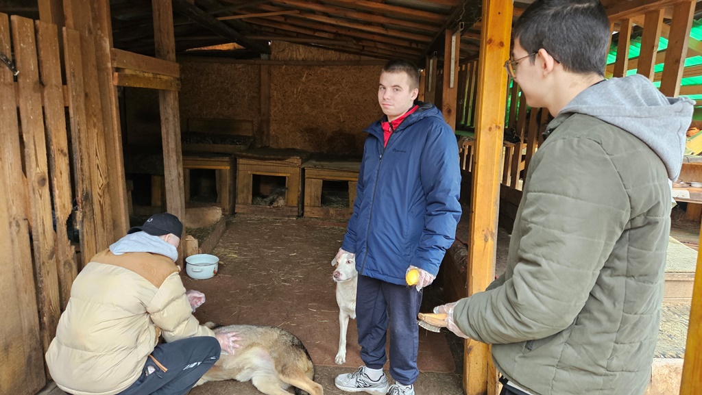 Владимир: в приюте для собак